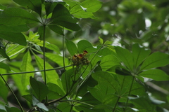 Pittosporum pentandrum