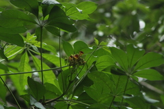 Pittosporum pentandrum