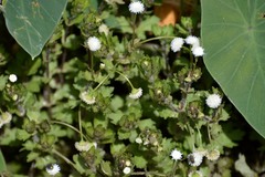 Shinnersia rivularis