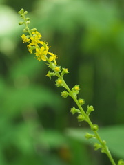 Agrimonia pilosa japonica
