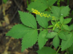 Agrimonia pilosa japonica