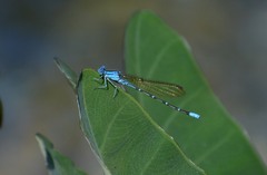 Argia rhoadsi