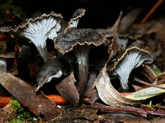 Craterellus australis