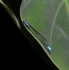 Acanthagrion quadratum