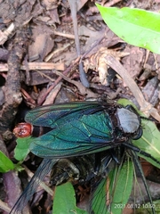 Microstylum oberthurii