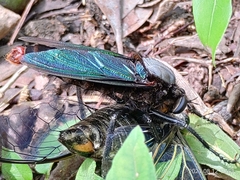 Microstylum oberthurii