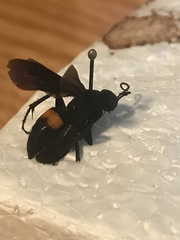 Anoplius semicinctus