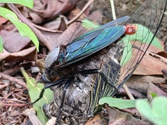 Microstylum oberthurii