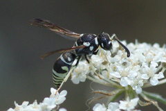 Stenodynerus blandus
