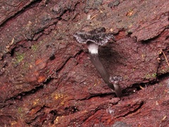 Craterellus australis