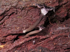 Craterellus australis