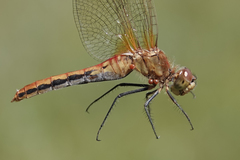 Arrenurus