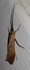 Nemotaulius