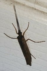 Nemotaulius