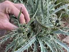 Eryngium proteiflorum