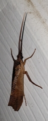 Nemotaulius
