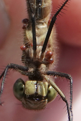 Arrenurus
