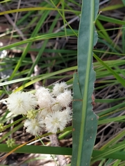 Acacia willdenowiana
