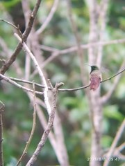 Saucerottia beryllina