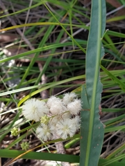 Acacia willdenowiana