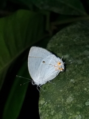 Iaspis andersoni