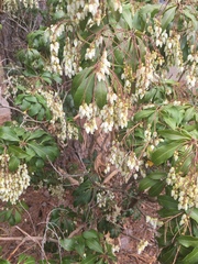 Pieris