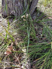 Acacia willdenowiana