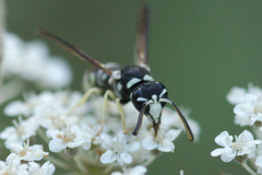 Stenodynerus blandus