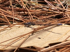 Argia immunda