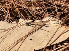 Argia immunda