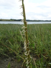 Sporobolus anglicus