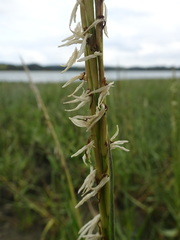 Sporobolus anglicus