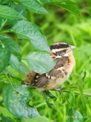 Pheucticus melanocephalus