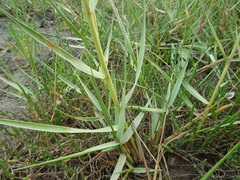 Sporobolus anglicus