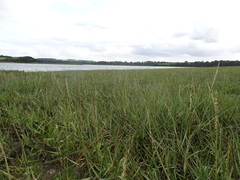 Sporobolus anglicus