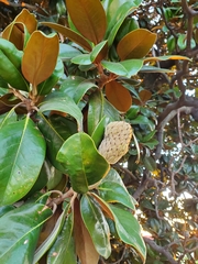 Magnolia grandiflora