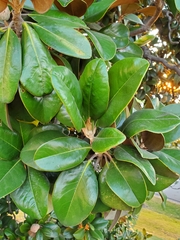 Magnolia grandiflora