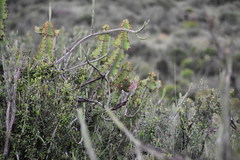 Rhodophoneus cruentus