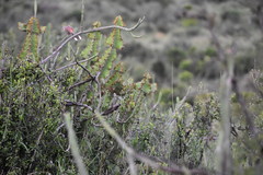 Rhodophoneus cruentus