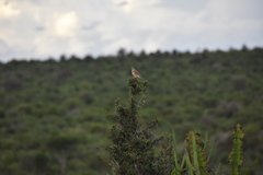 Rhodophoneus cruentus