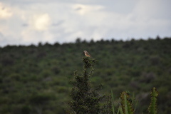 Rhodophoneus cruentus