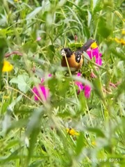 Pheucticus melanocephalus