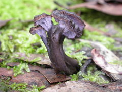 Craterellus australis