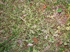 Drymaria cordata diandra