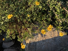 Tagetes moorei