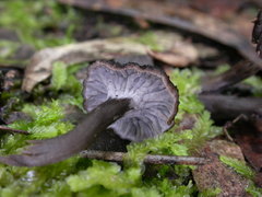 Craterellus australis
