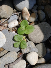 Glehnia littoralis
