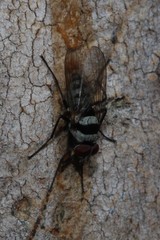 Anthomyia medialis