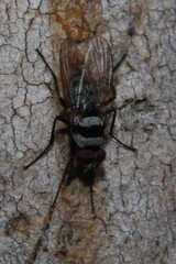 Anthomyia medialis