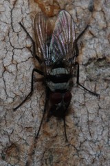 Anthomyia medialis
